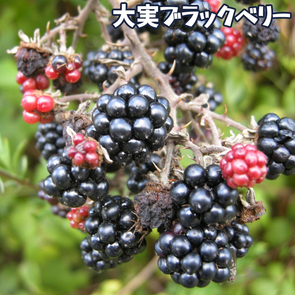 人気のベリー5品種9cmポット各1個セット【 品種:サマーフェスティバル・ボイソンベリー・大実ブラックベリー・ファールゴールド・トリプルクラウン】