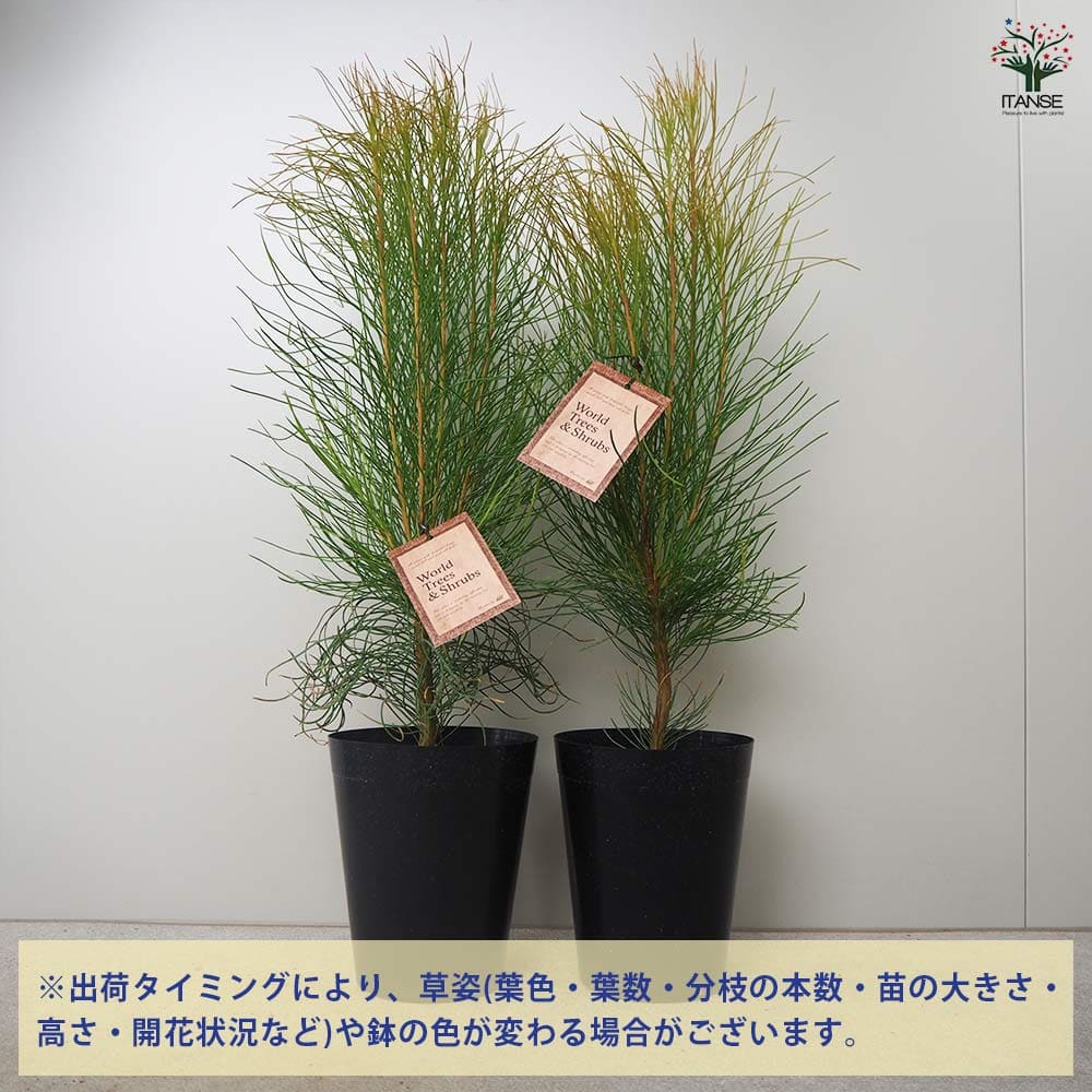 オーラックス ブロンズヘイズ 【花木苗 5号鉢／1個売り】｜ 【植物の