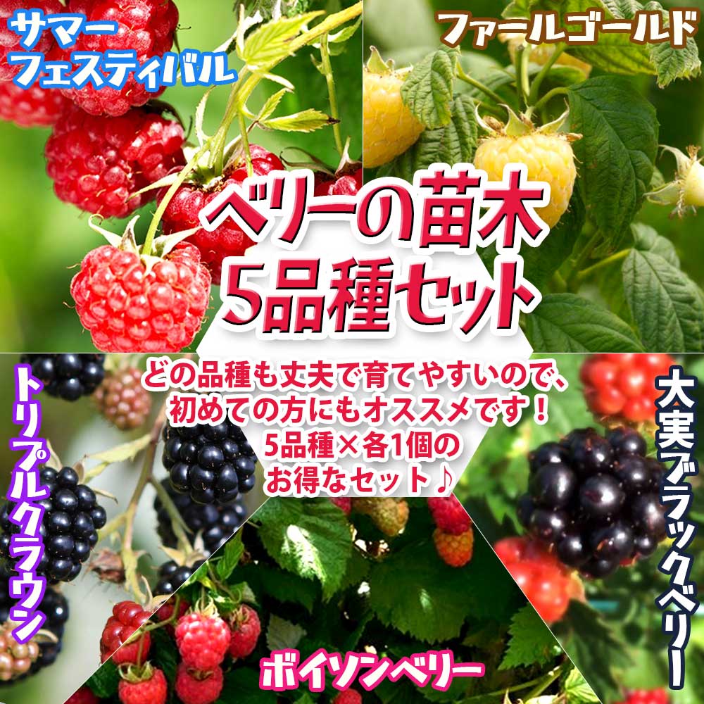 め*が様 トゥラミーン ラズベリー 苗 苗木・植木