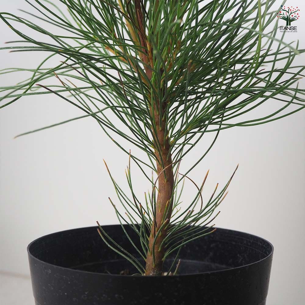 オーラックス ブロンズヘイズ 【花木苗 5号鉢／1個売り】｜ 【植物の