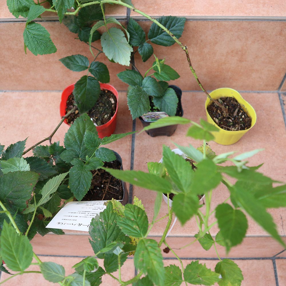 人気のベリー5品種9cmポット各1個セット【 品種:サマーフェスティバル・ボイソンベリー・大実ブラックベリー・ファールゴールド・トリプルクラウン】