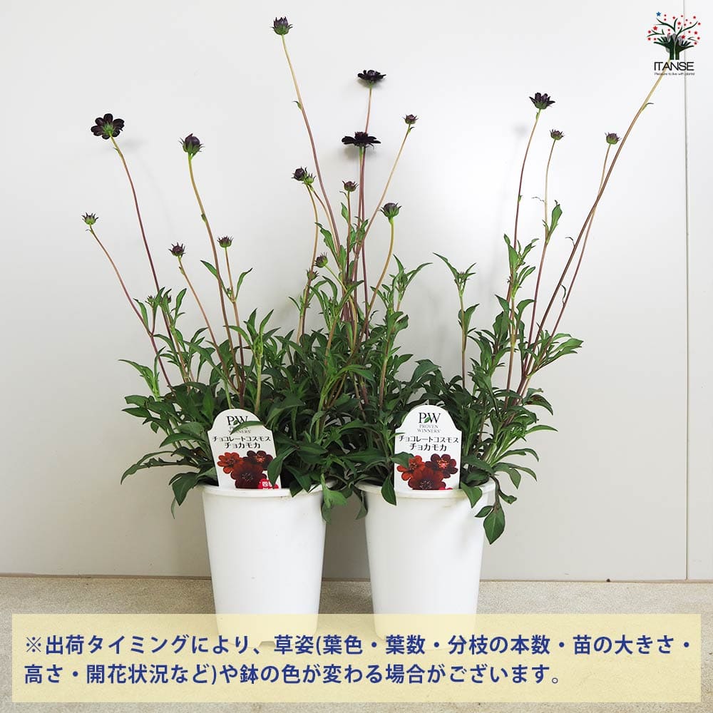 チョコレートコスモス チョコモカ 【花苗 4号】｜ 【植物の
