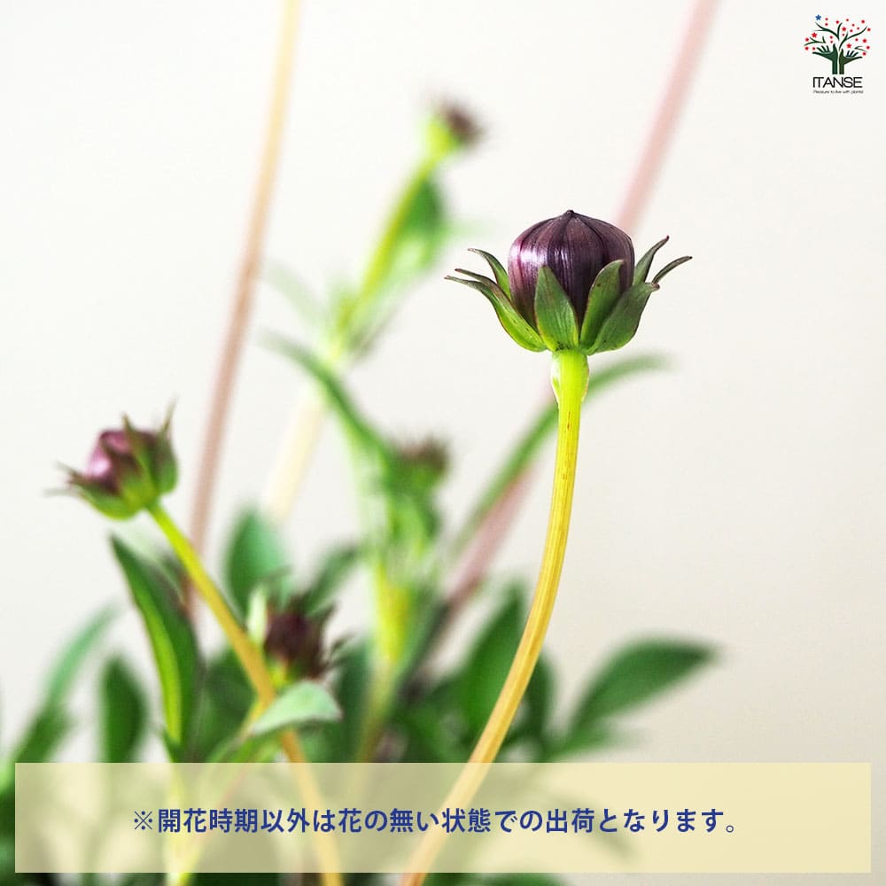 チョコレートコスモス チョコモカ 【花苗 4号】｜ 【植物の