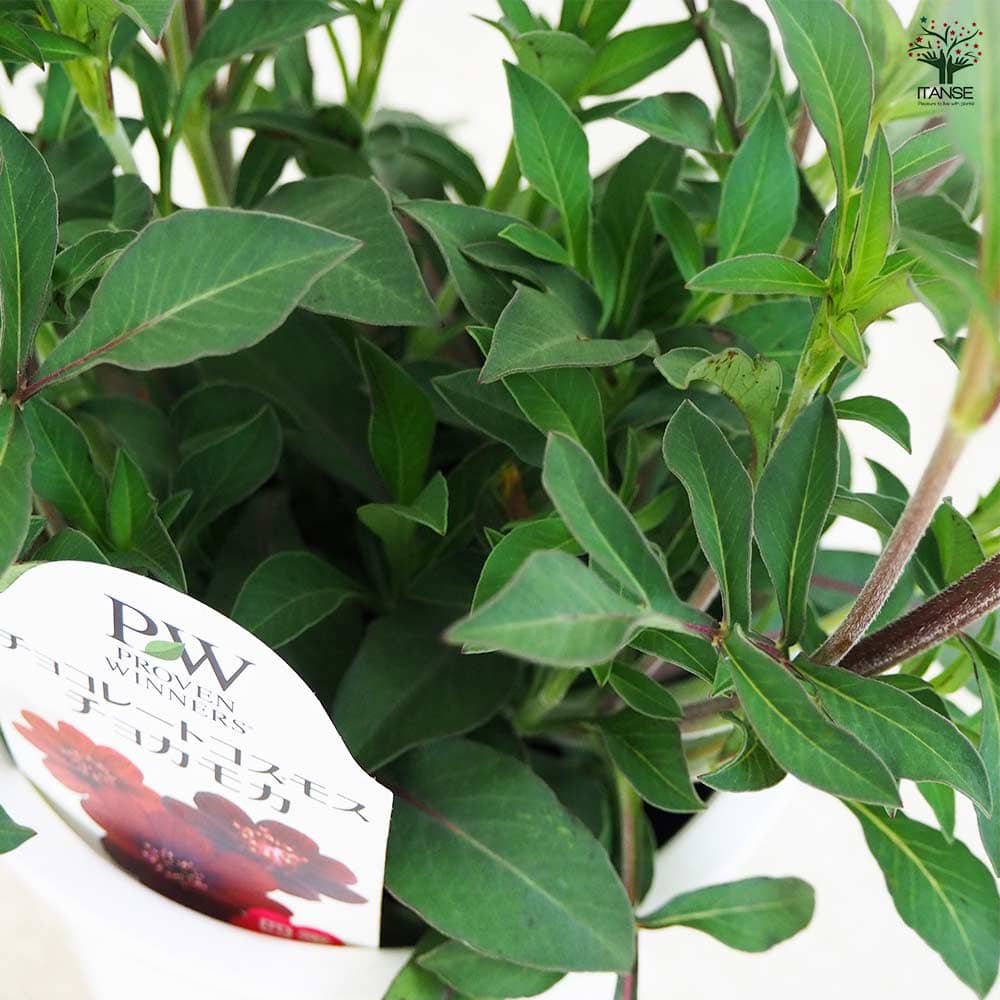 チョコレートコスモス チョコモカ 【花苗 4号】｜ 【植物の