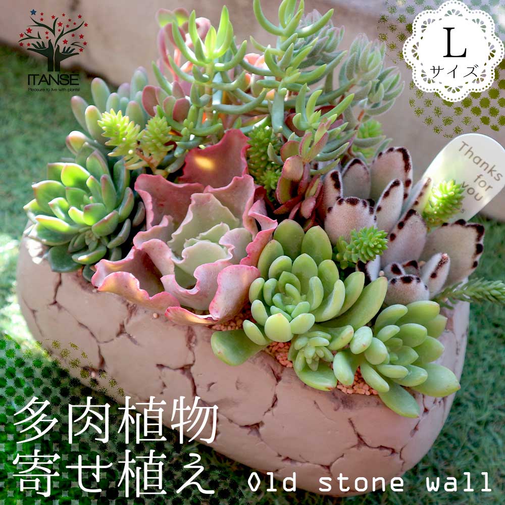 多肉植物 寄せ植え Old stone wall L(古い石垣L)【多肉植物 サイズイメージ:高さ約21cm×幅約23cm×奥行約13cm／1個売り】