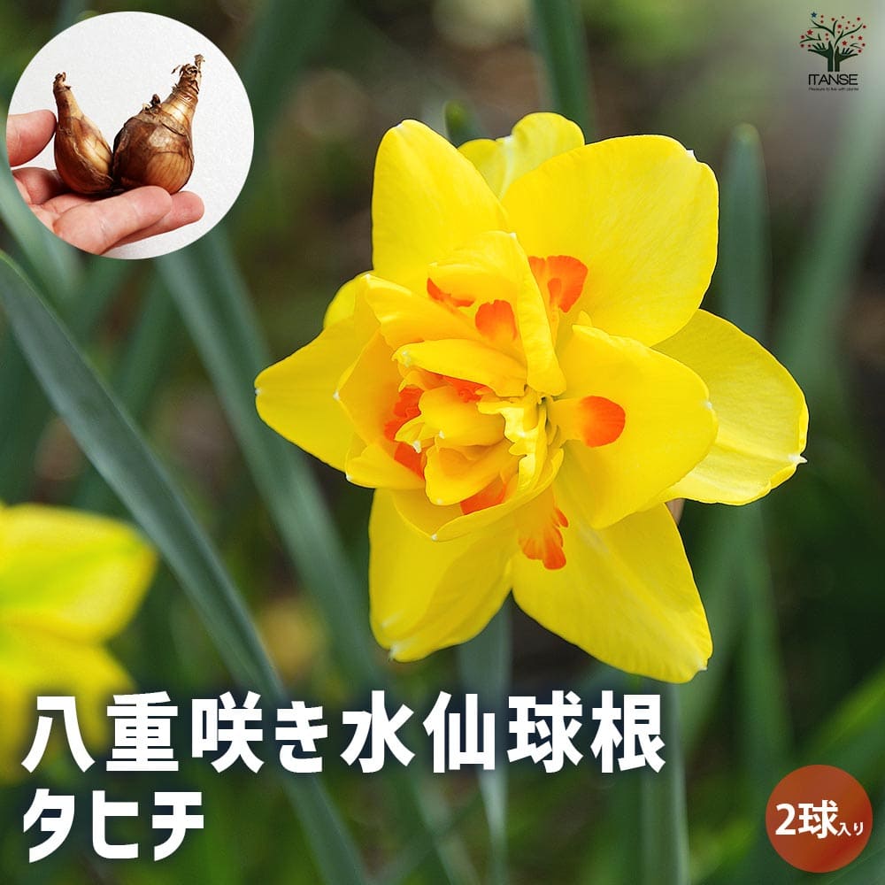 八重咲き水仙 タヒチ