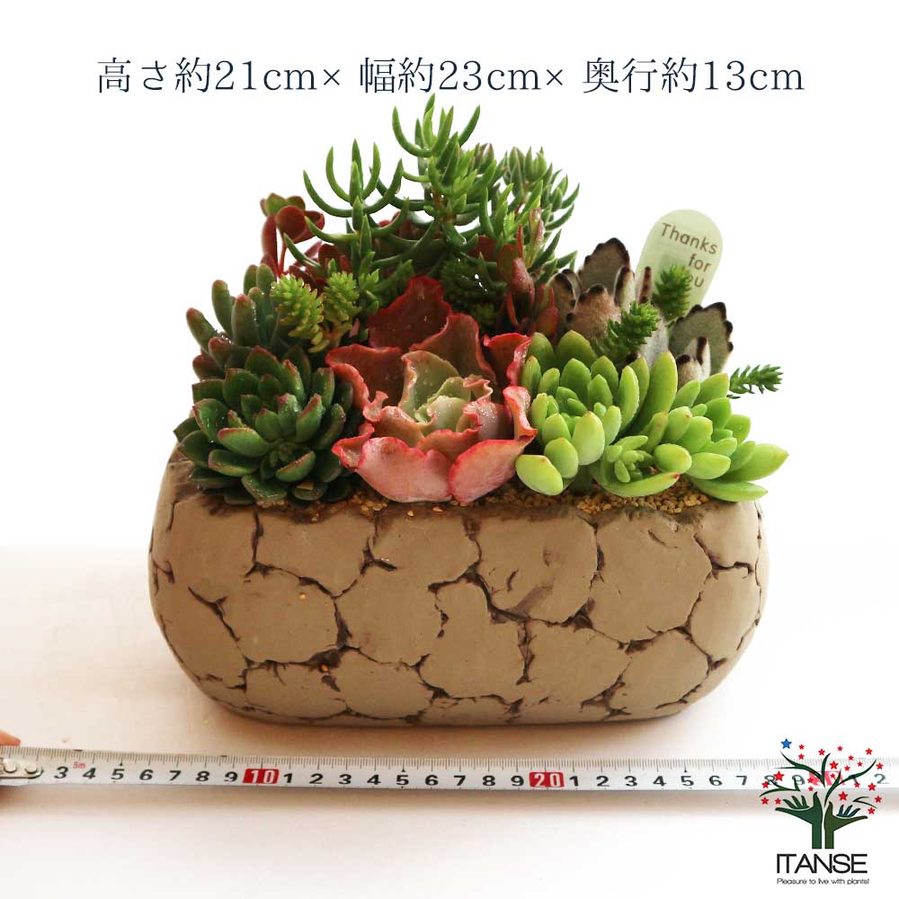 多肉植物 寄せ植え Old stone wall L(古い石垣L)【多肉植物 サイズイメージ:高さ約21cm×幅約23cm×奥行約13cm／1個売り】