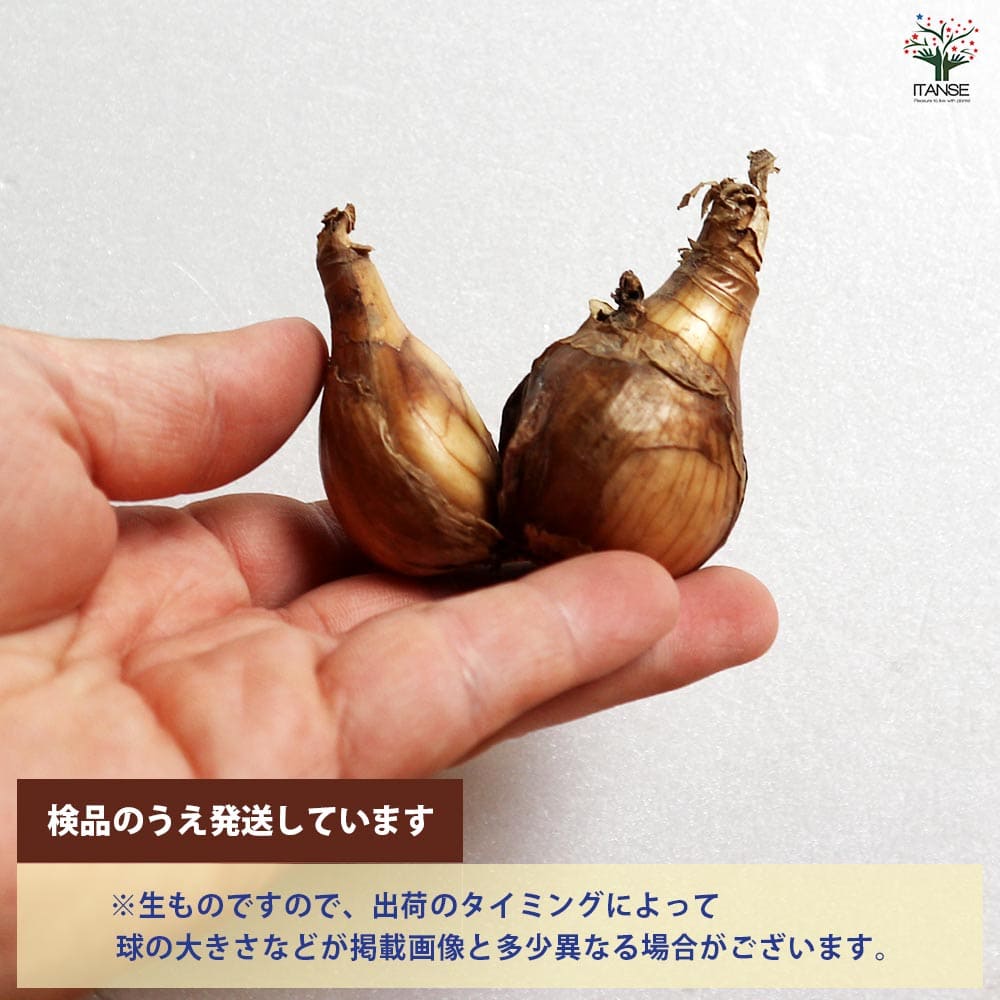 球根 八重咲き水仙 タヒチ 【花球根 2球／1個売り】｜ 【植物の
