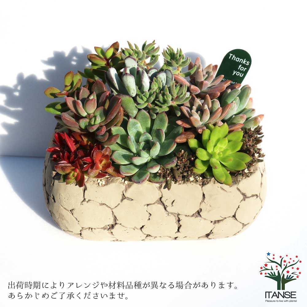 多肉植物 寄せ植え Old stone wall L(古い石垣L)【多肉植物 サイズイメージ:高さ約21cm×幅約23cm×奥行約13cm／1個売り】