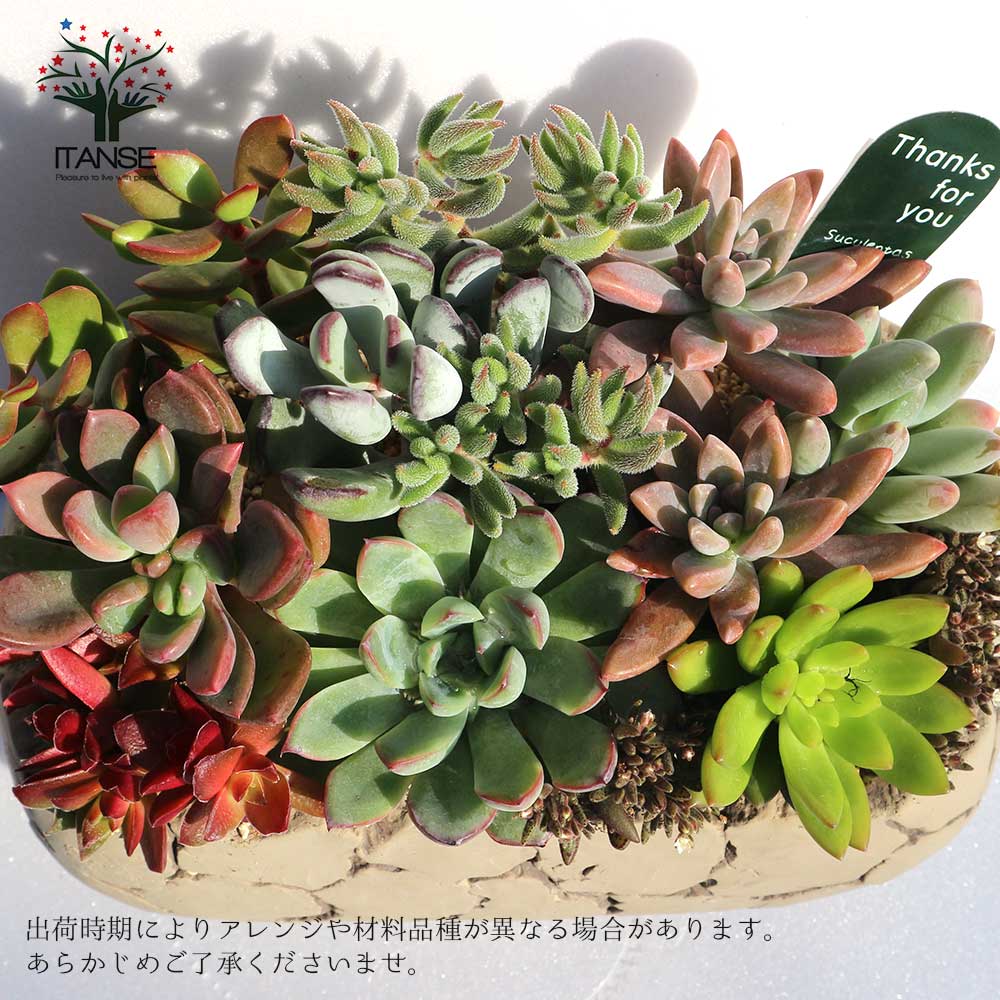 多肉植物 寄せ植え Old stone wall L(古い石垣L)【多肉植物 サイズイメージ:高さ約21cm×幅約23cm×奥行約13cm／1個売り】