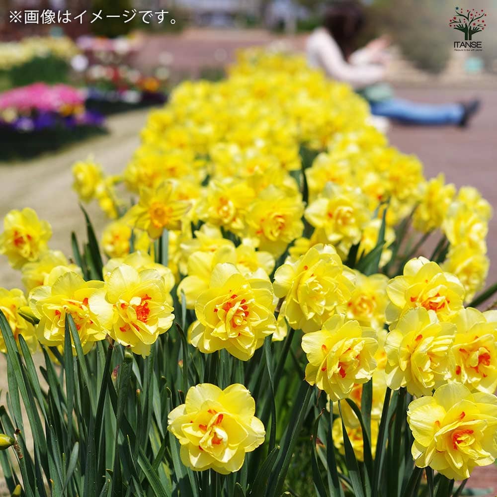 球根 八重咲き水仙 タヒチ 【花球根 2球／1個売り】｜ 【植物の