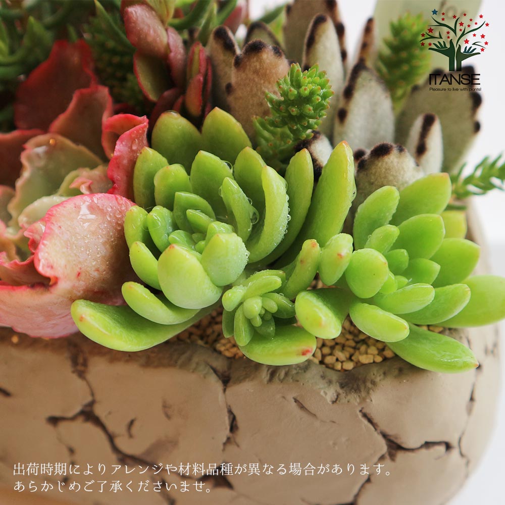 多肉植物 寄せ植え Old stone wall L(古い石垣L)【多肉植物 サイズイメージ:高さ約21cm×幅約23cm×奥行約13cm／1個売り】