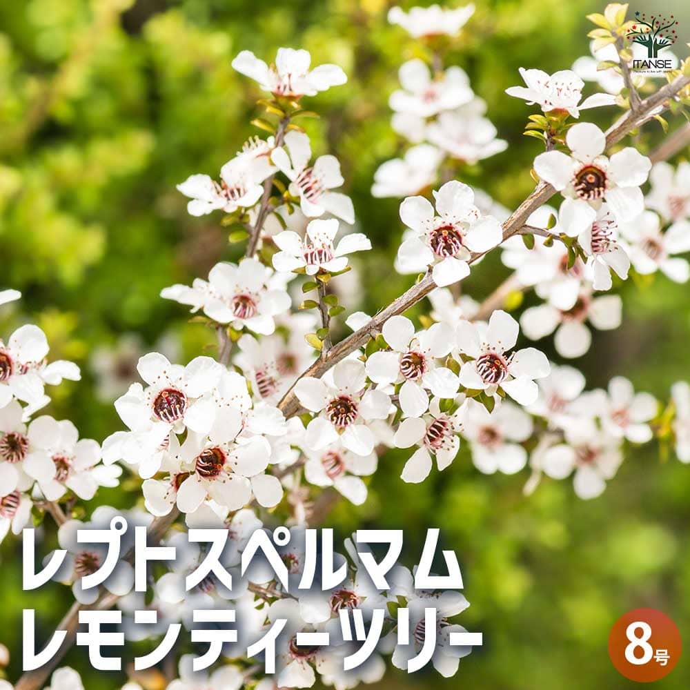 レプトスペルマム レモンティーツリー 【花木苗 8号／1個売り】