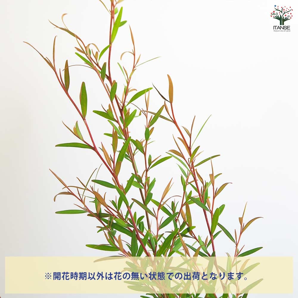 brise様★大容量3本　真正ラベンダー花　ティーツリー　レモン　各100ml brise様☆大容量3本 真正ラベンダー花 ティーツリー レモン 各