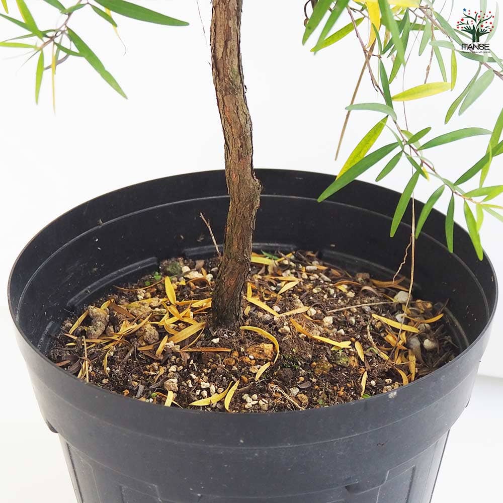 レプトスペルマム レモンティーツリー 【花木苗 8号／1個売り】