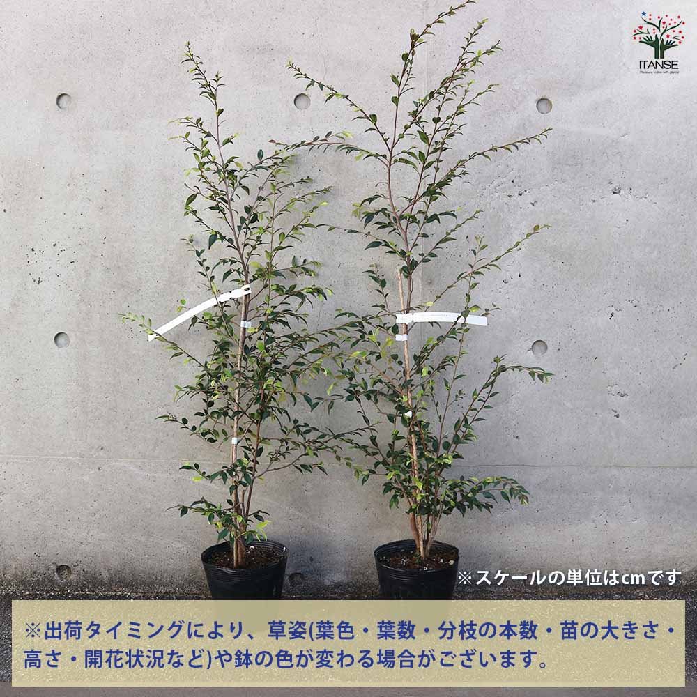 椿(カメリア) エリナ 【花木苗 5号ポット／1個売り】｜ 【植物の