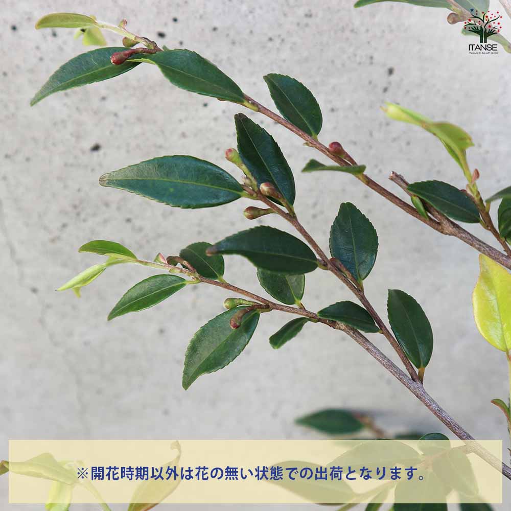椿(カメリア) エリナ 【花木苗 5号ポット／1個売り】｜ 【植物の
