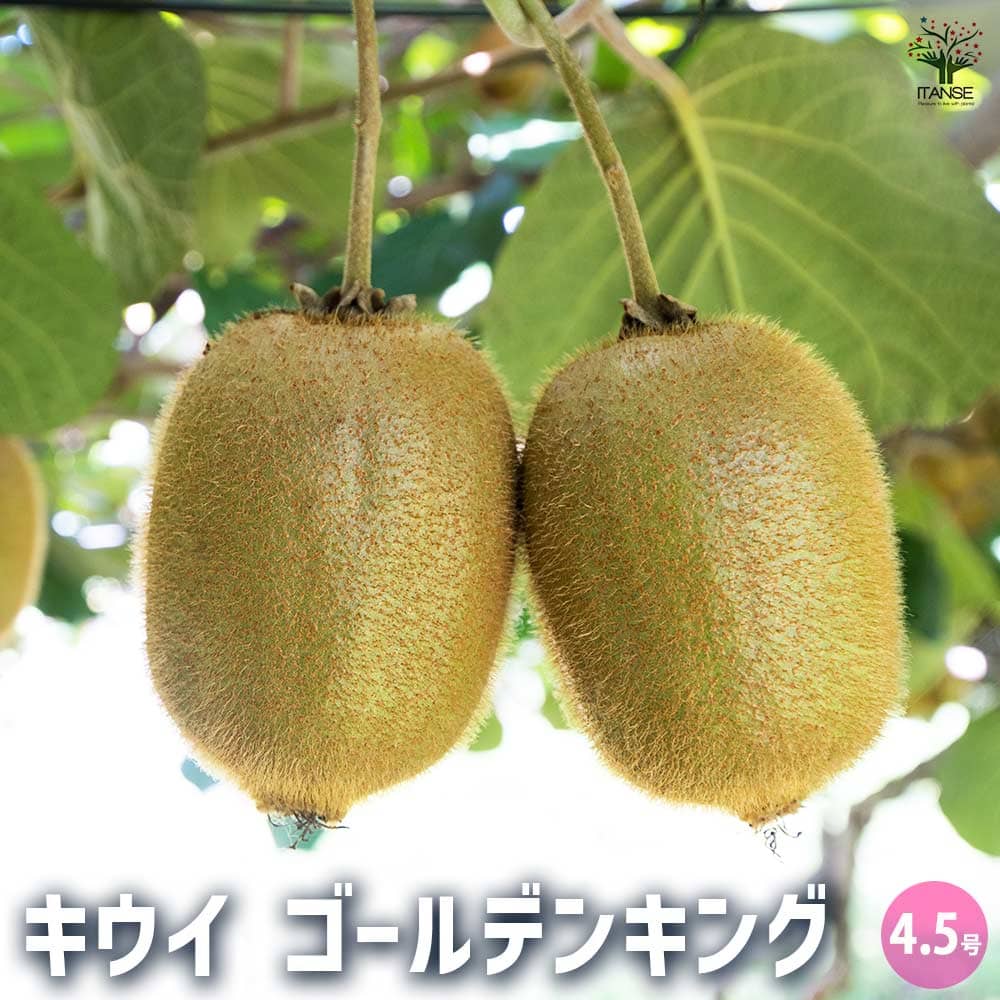 キウイの苗木 ゴールデンキング 【果樹の苗木 4.5号ポット／1個売り】