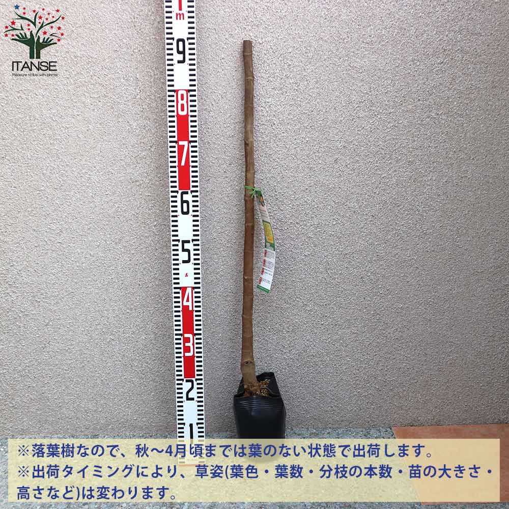 イチジクの苗木 日本イチジク【果樹の苗木 12～15cmポット 1年生 挿木苗／1個売り】