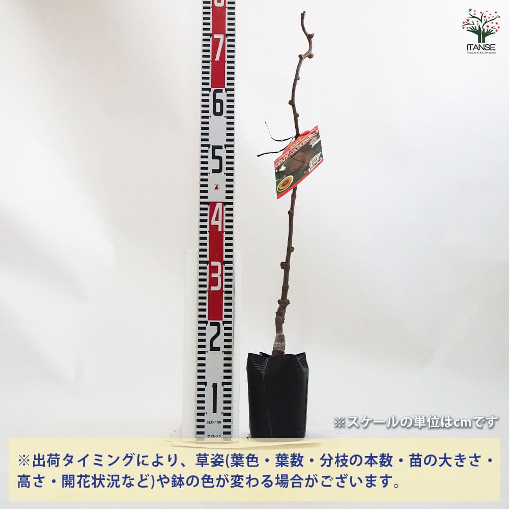 キウイの苗木 ゴールデンキング 【果樹の苗木 4.5号ポット／1個売り】