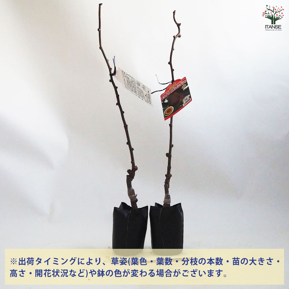 キウイの苗木 ゴールデンキング 【果樹の苗木 4.5号ポット／1個売り】