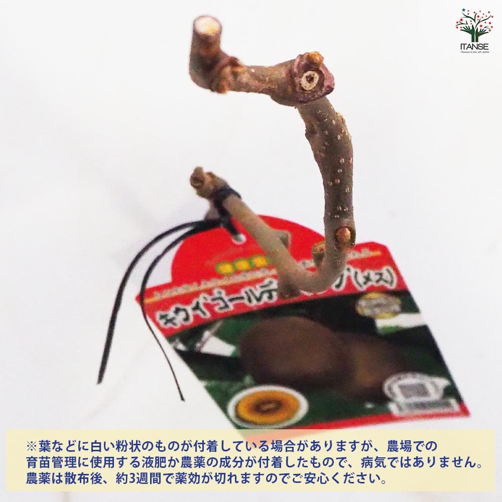 キウイの苗木 ゴールデンキング 【果樹の苗木 4.5号ポット／1個売り】