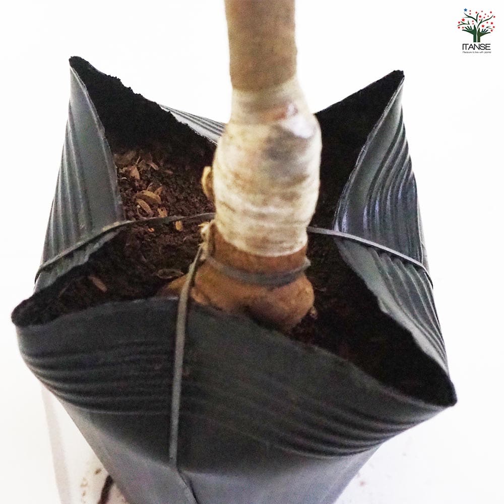 キウイの苗木 ゴールデンキング 【果樹の苗木 4.5号ポット／1個売り】