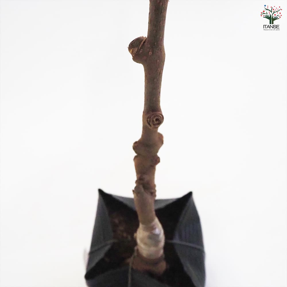 キウイの苗木 ゴールデンキング 【果樹の苗木 4.5号ポット／1個売り】