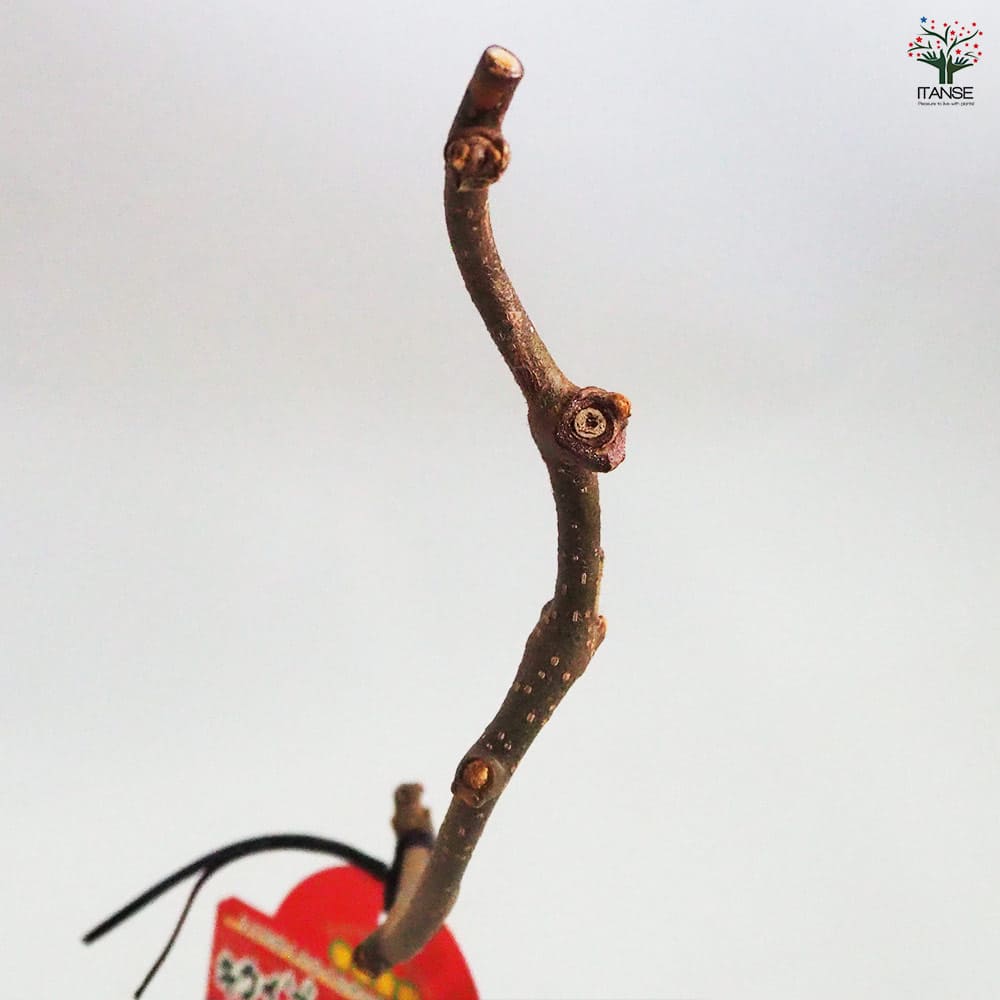 キウイの苗木 ゴールデンキング 【果樹の苗木 4.5号ポット／1個売り】