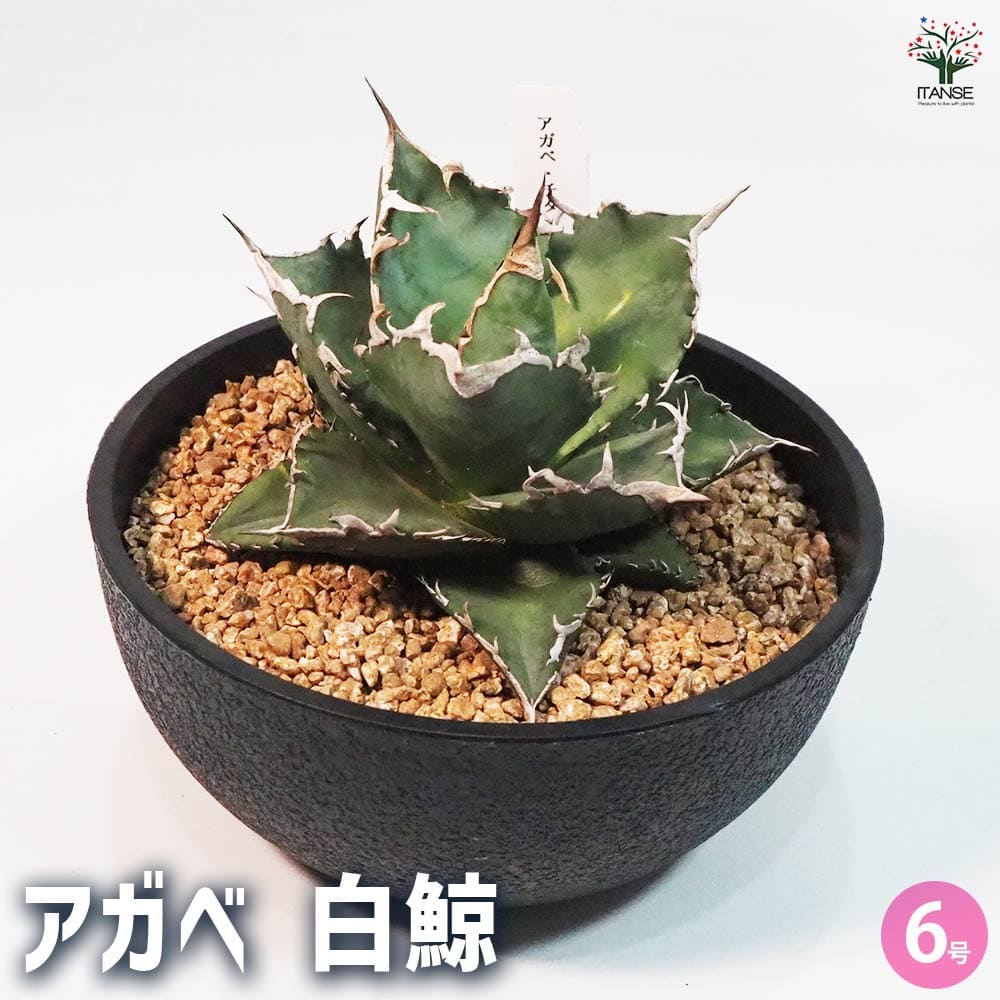 アガベ　白鯨　大きめ　ワイルド風 Agave titanota “福建白鯨” / 特選！大きめボール型 親株 / 5号