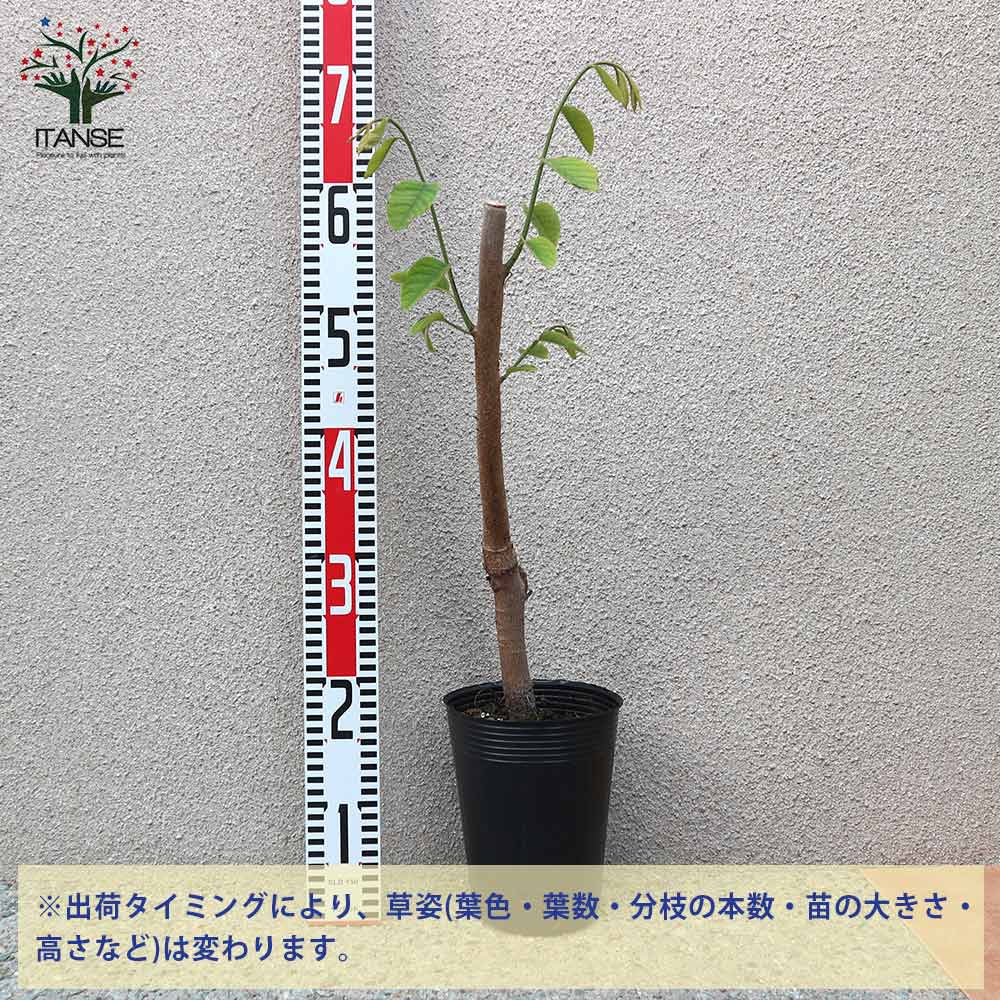 アテモヤの苗木 熱帯果樹【果樹の苗木 13.5cmセミロングPOT 接木苗／1個売り】