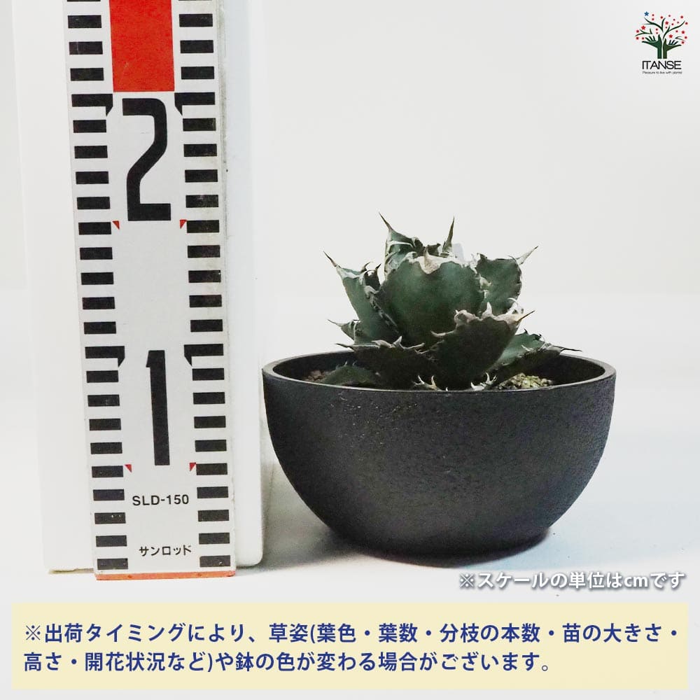 アガベ 白鯨 【多肉植物 6号鉢／1個売り】