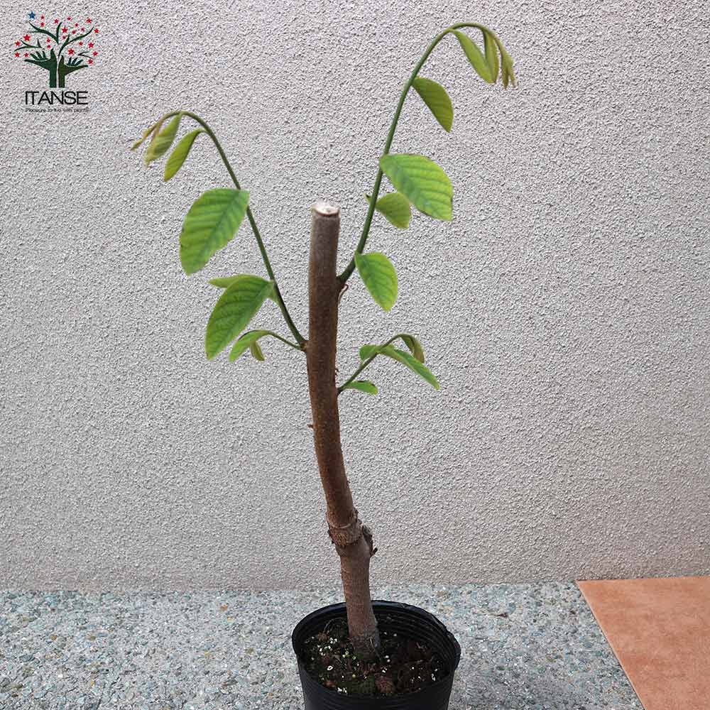 アテモヤの苗木 熱帯果樹【果樹の苗木 13.5cmセミロングPOT 接木苗／1個売り】