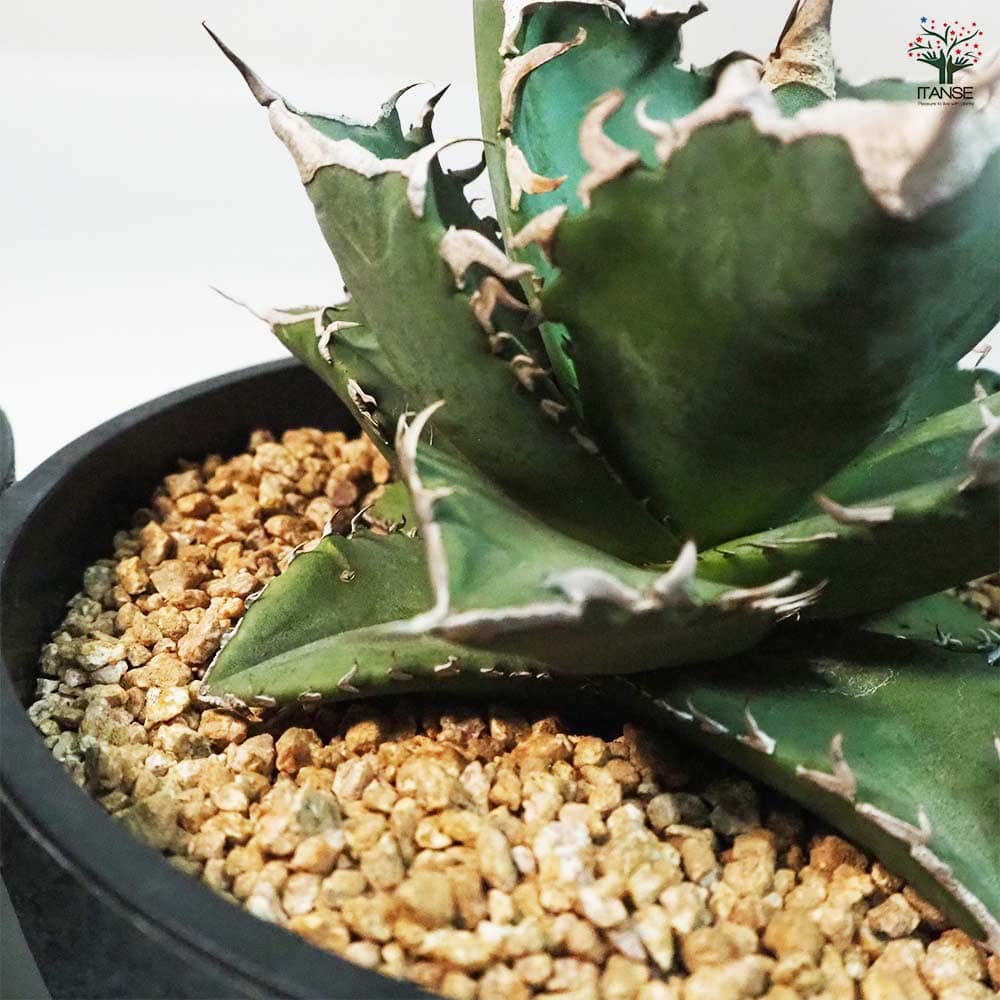 アガベ 白鯨 【多肉植物 6号鉢／1個売り】