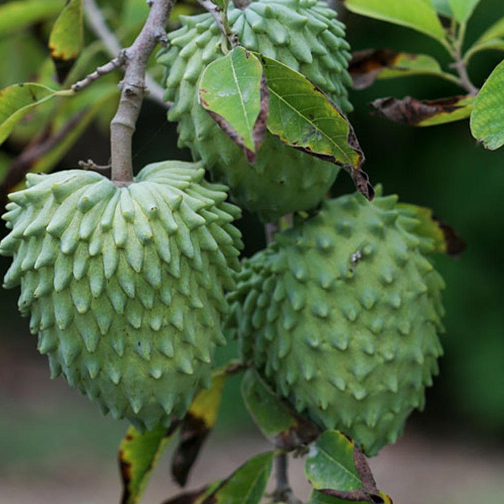 アテモヤの苗木 熱帯果樹【果樹の苗木 13.5cmセミロングPOT 接木苗／1