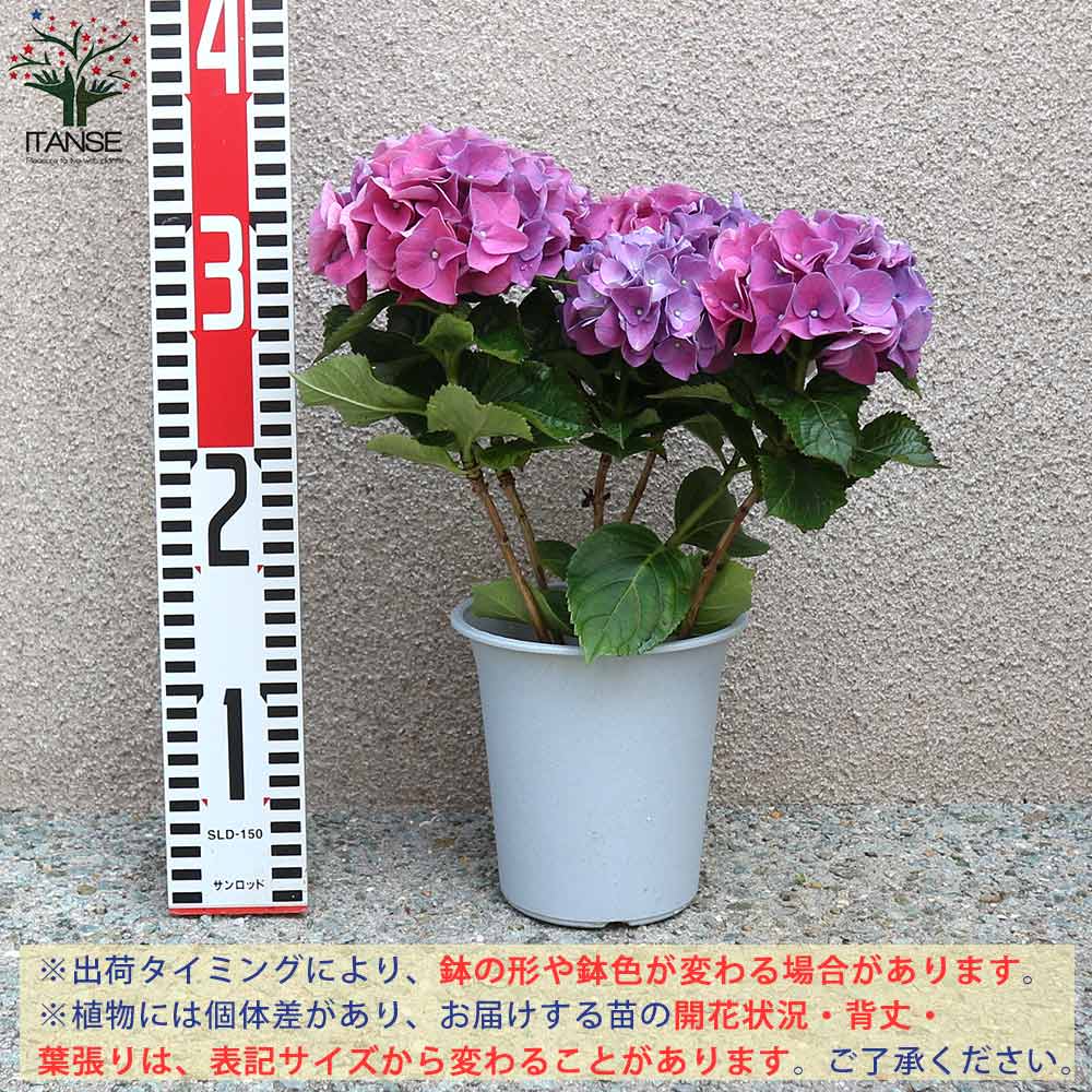 Itanse良品ｾﾚｸﾄ通販