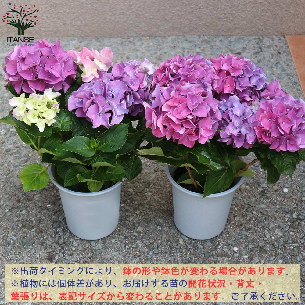 アジサイの苗木 HBAアーリーパープル【庭木 4号鉢／1個売り