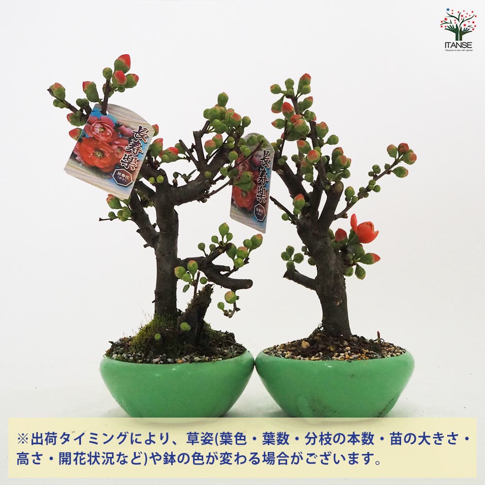 ボケ 長寿楽 【花木苗 4号／1個売り】｜ 【植物のITANSE】全品