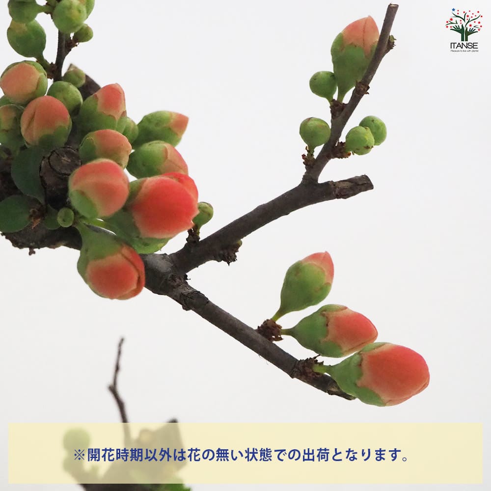 ボケ 長寿楽 【花木苗 4号／1個売り】｜ 【植物のITANSE】全品