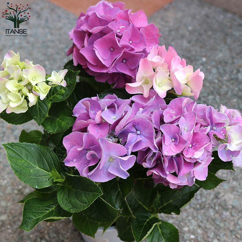 Itanse良品ｾﾚｸﾄ通販