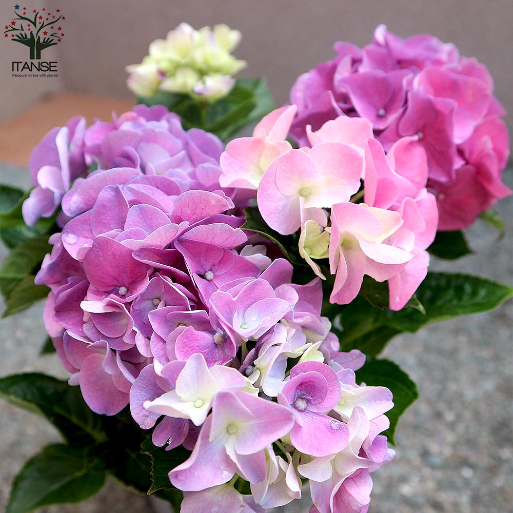 Itanse良品ｾﾚｸﾄ通販