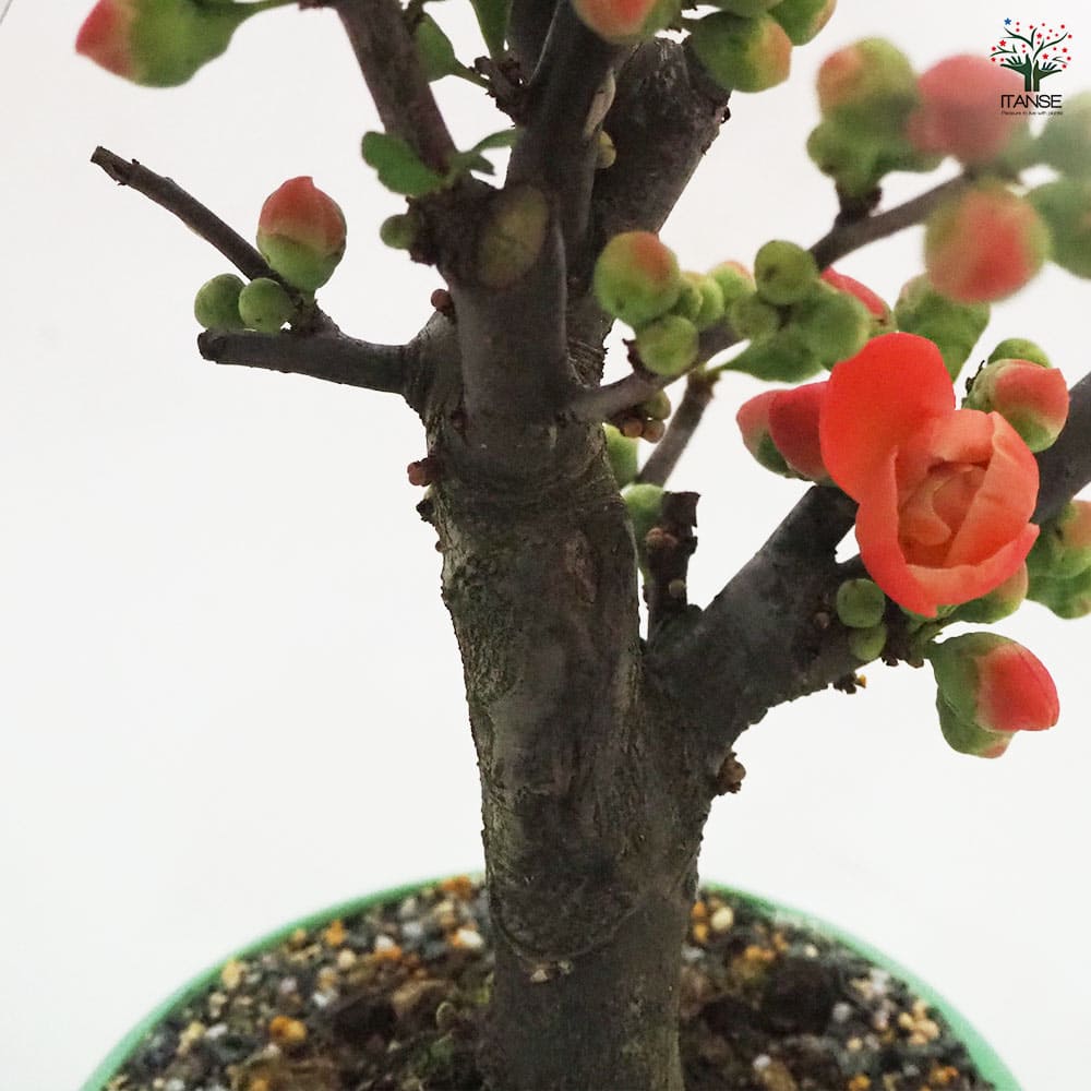 ボケ 長寿楽 【花木苗 4号／1個売り】｜ 【植物のITANSE】全品