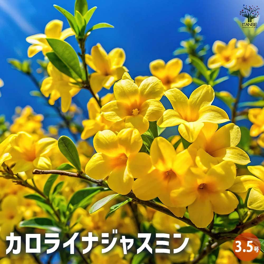 カロライナジャスミン