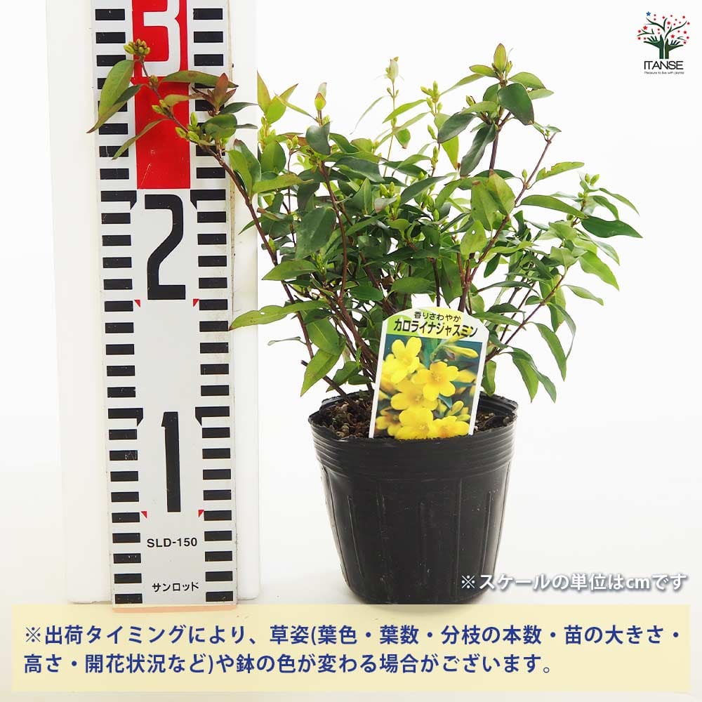 カロライナジャスミン 【花木苗 3.5号】