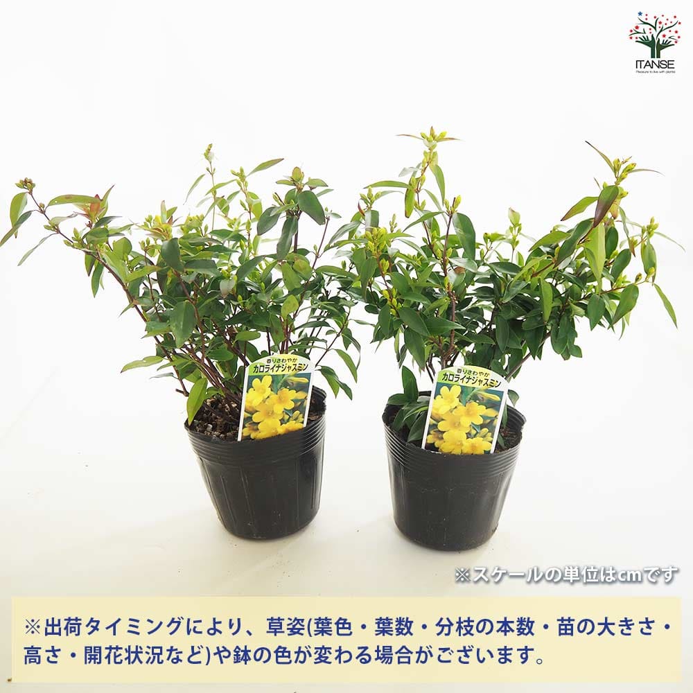 カロライナジャスミン 【花木苗 3.5号】