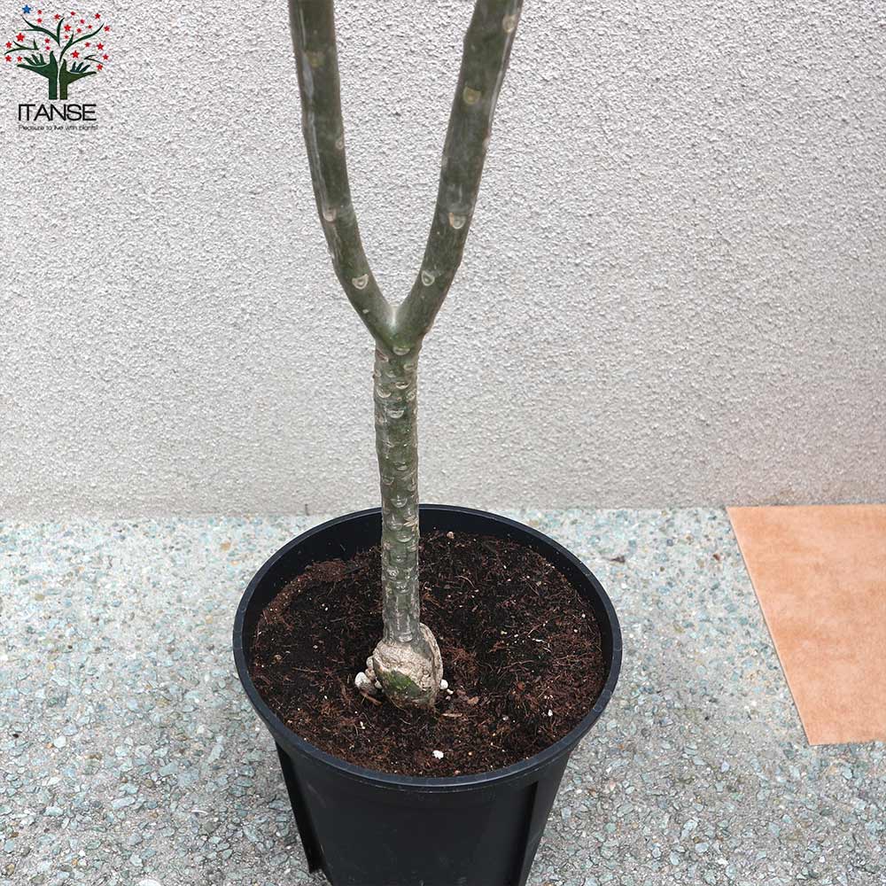 プルメリアの苗 熱帯花木苗【庭木 8号鉢／1個売り】｜ 【植物の