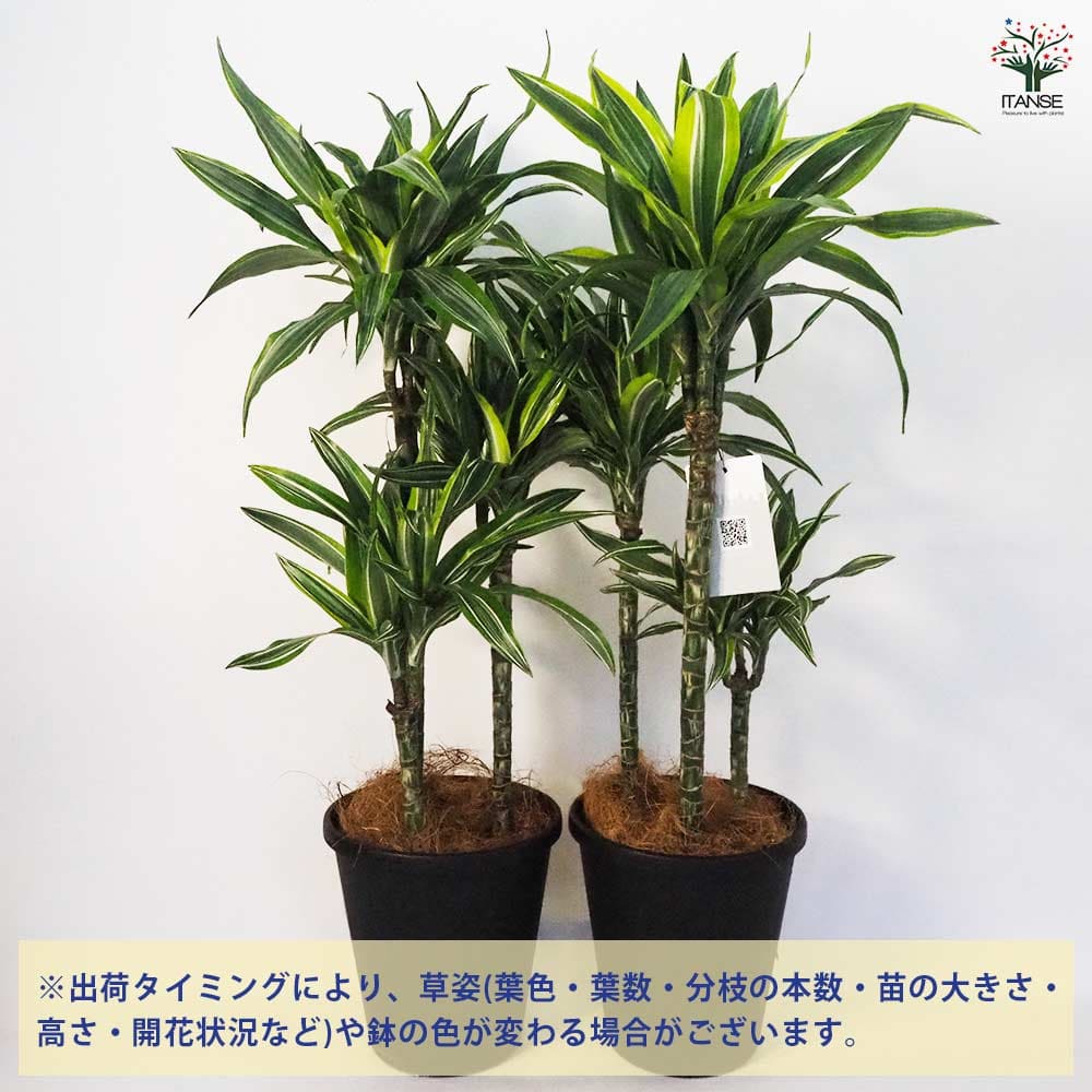 ドラセナ ワーネッキ レモンライム 【観葉植物 8号鉢／1個売り