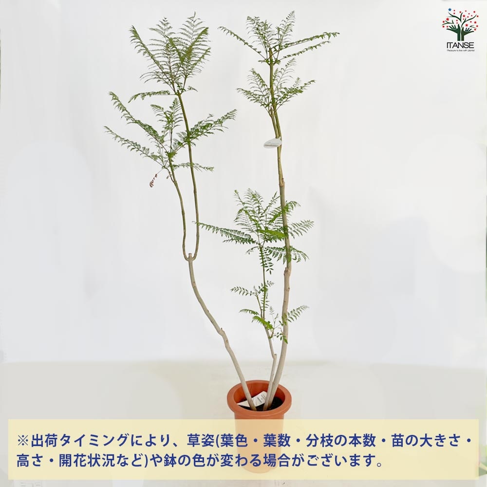 ジャカランタ ミモシフォリア リビングやオフィス向きサイズ【観葉植物