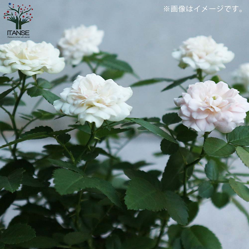 ミニ薔薇の苗 グリーンアイス【花苗 3.5号鉢／1個売り】｜ 【植物の