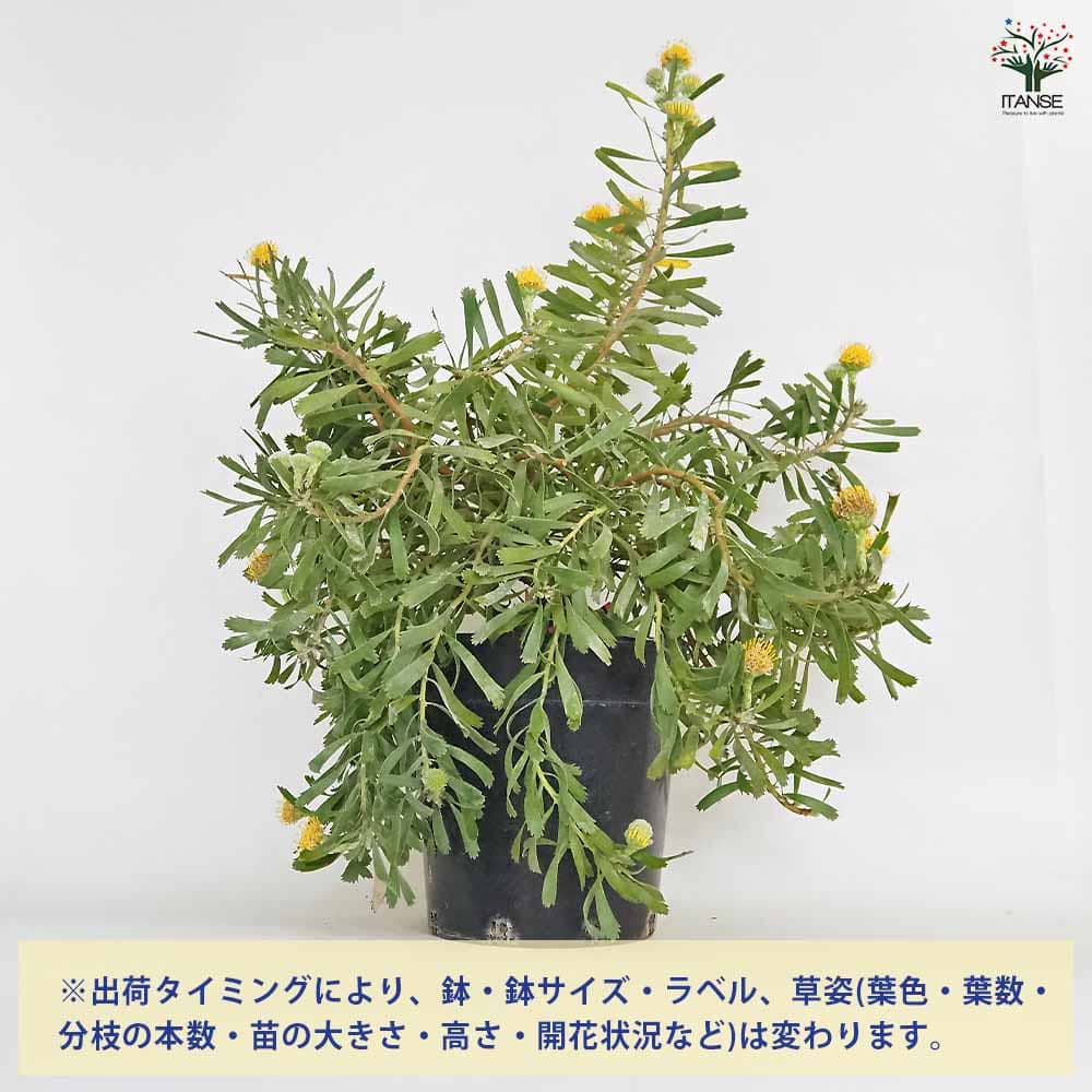 リューコスペルマム カリプソゴールド 【花木苗 7号／1個売り